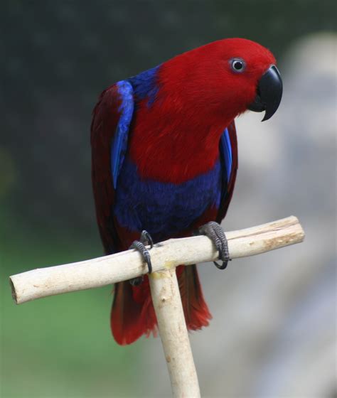 File:Eclectus Parrot (Eclectus roratus) -6-4c.jpg - Wikimedia Commons