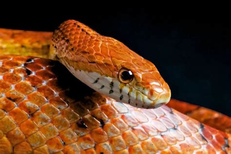 How Much Does a Corn Snake Cost? - ReptileHow.com