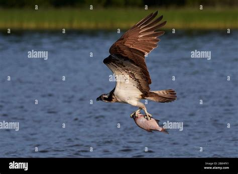 Osprey in flight in its natural habitat in Sweden Stock Photo - Alamy