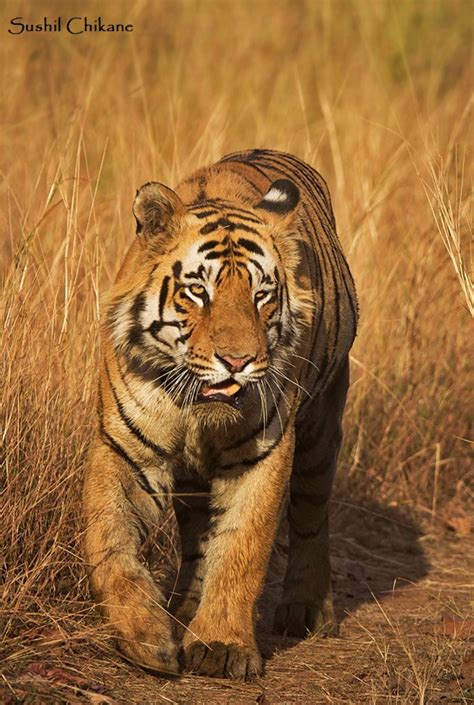 Jeevoka - Iconic Tigers of India