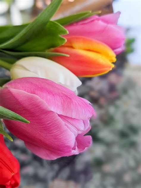 Care-for-Tulips-3 - By Brittany Goldwyn | Live Creatively