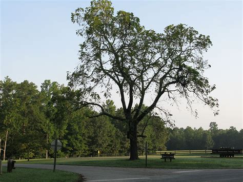 Walnut Tree - Learn About Nature