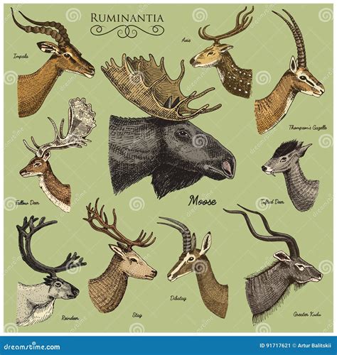 Big Set of Horn, Antlers Animals Moose or Elk with Impala, Gazelle and Greater Kudu, Fallow Deer ...