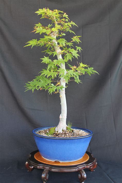 Japanese Maple Bonsai | kuromatsubonsai.com