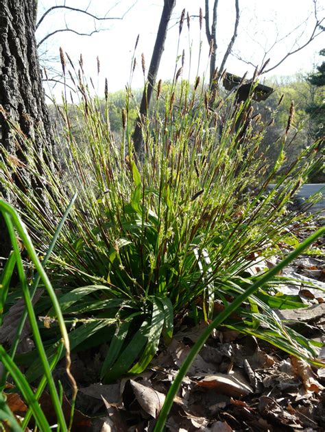 Carex plantaginea