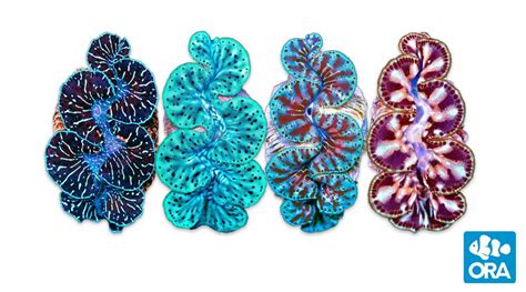 Maxima Clam | Tridacna maxima | ORA | Oceans, Reefs & Aquariums