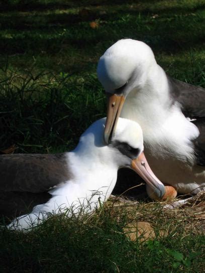 Free picture: laysan, albatross, pair, birds