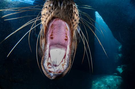 A changing habitat for the California sea lion - Oceanographic - Oceanographic