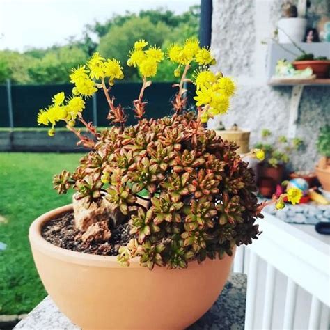 17 Beautiful Succulent with Yellow Flowers | Balcony Garden Web