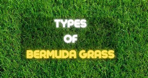 14 Types of Bermuda Grass With Pictures