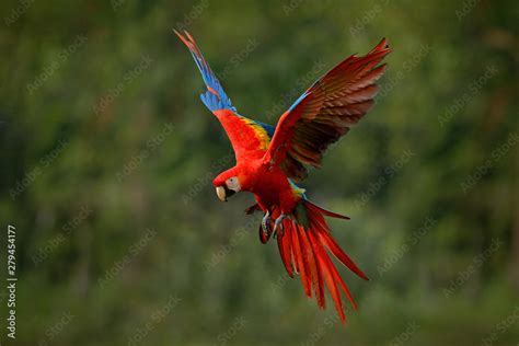 Photo Macaw Parrot Flying In Dark Green Vegetation With Beautiful Back ...