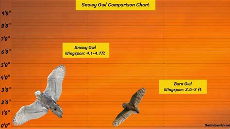 Snowy Owl Wingspan: How Big Are They Compared To Others?