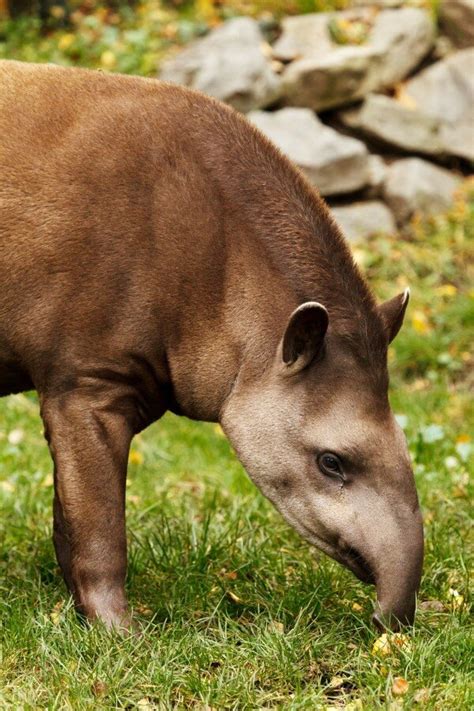 Animals You May See in Brazil — Acanela Expeditions