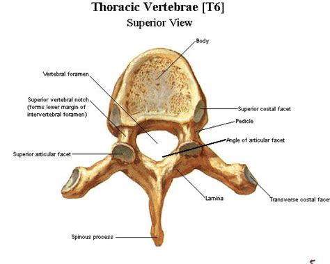 Vertebrae