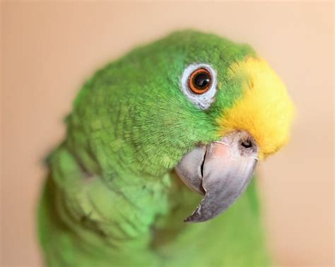 How Do Parrots Talk? - Psittacology