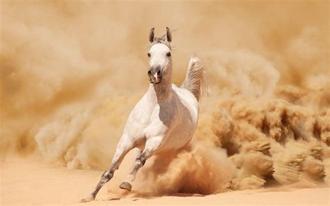 Arabian Horse Wallpapers - Wallpaper Cave