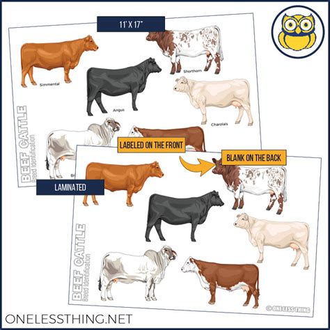 Livestock Breeds Posters, Set of 7 - One Less Thing