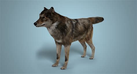 Wolf rigged blender 3D model - TurboSquid 1182246