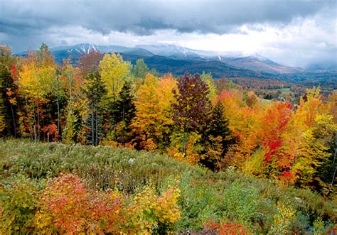 Temperate Forest Ecosystem | Wild Tracks