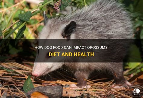 How Dog Food Can Impact Opossums' Diet And Health | PetShun