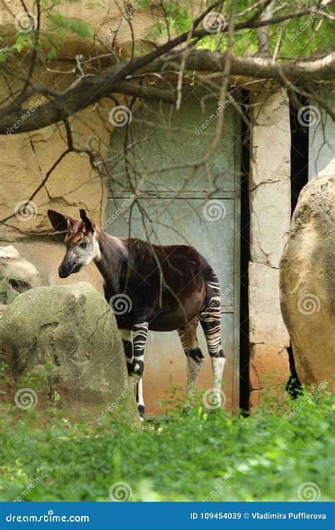 Okapi Okapia Johnsoni at ZOO Pretoria, South Africa Stock Image - Image of fascinating ...