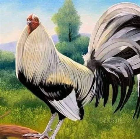 Pin by Sivaji Raju on chikenbreeds | Rooster art, Beautiful chickens, Chicken pictures