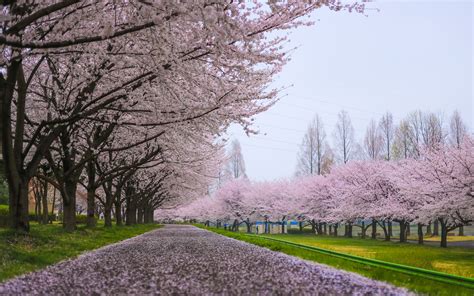 Cherry Blossom Tree Wallpaper - WallpaperSafari