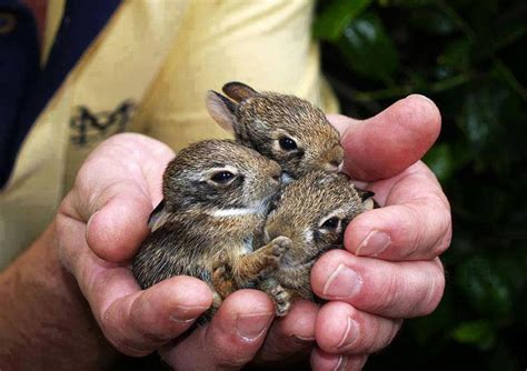 Baby Bunnies. : r/aww