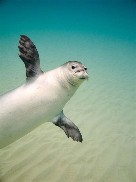 Hawaiian Monk Seals | Rough Water Pups