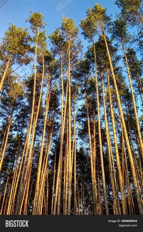 Very Tall Trees Forest Image & Photo (Free Trial) | Bigstock