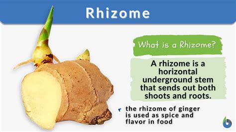 Rhizome - Definition and Examples - Biology Online Dictionary