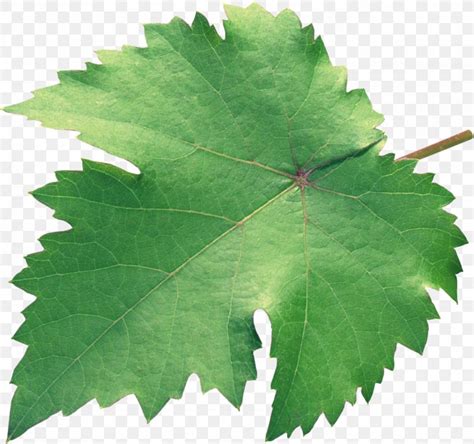 Grapevines Grape Leaves Plane Trees Leaf, PNG, 2765x2594px, Grapevines ...