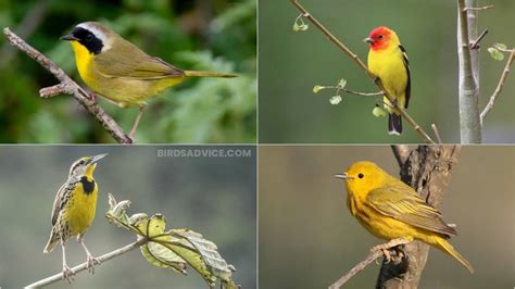 10 Birds With Yellow Feathers | Birds Advice