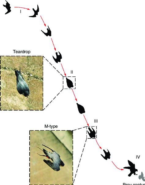 Diving Falcon Silhouette