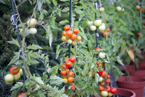 Tomato Stakes & Cages: 4 Options For Healthy Tomatoes - Growfully