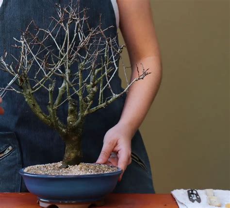 "Bonsai Pruning Techniques: Crafting Balance And Elegance" - Bonsai Nursery