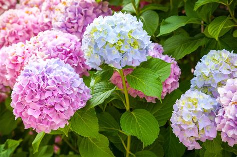 Change Color Of Hydrangea Bush: How To Make Hydrangea Change Color