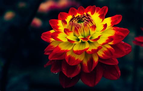 Dark Red Yellow Flowers Petals Wallpapers - Wallpaper Cave