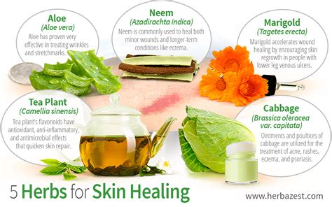 5 Herbs for Skin Healing | Healing diet, Skin healing, Healing herbs