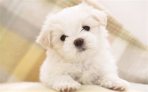 Puppy Wallpapers HD - Wallpaper Cave