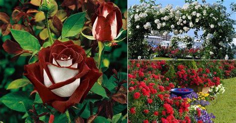 17 Different Types of Roses | Best Rose Varieties | Balcony Garden Web