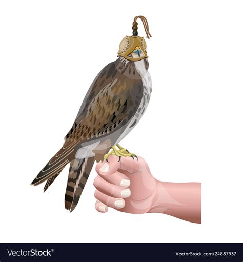 Hunting falcon Royalty Free Vector Image - VectorStock