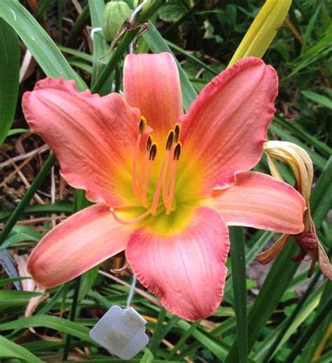 Daylilies forum: Looking for late blooming daylilies to extend the bloom season. Any ideas ...