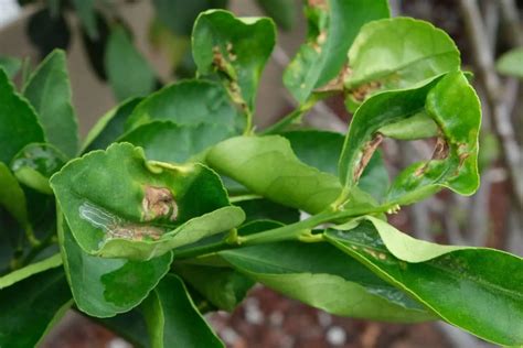 Why Your Lemon Tree Leaves Curling And How To Fix Them