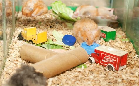 5 Ways to Build Hamster Toys out of Household Items - wikiHow | Hamster diy, Hamster toys, Hamster