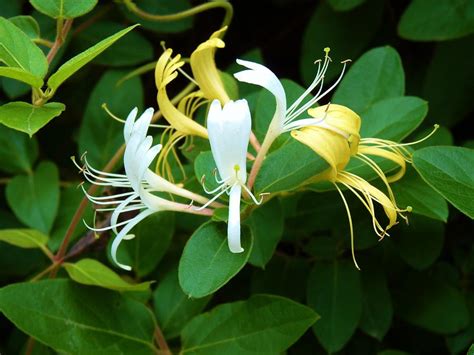 Wild Honeysuckle Vine Photograph by Jeanette Oberholtzer