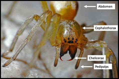 Subphylum Chelicerata Examples