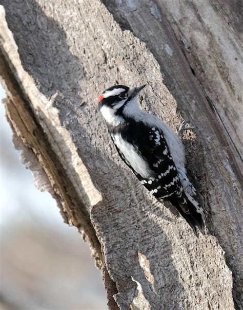 Premium Photo | Downy woodpecker