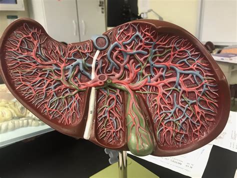 Liver (inside) Diagram | Quizlet