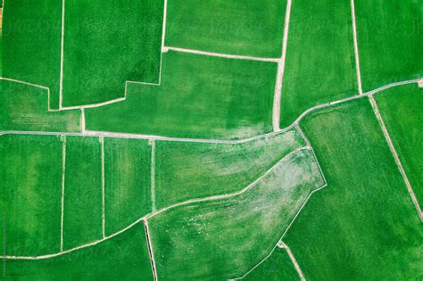 "Aerial View Of Rice Field In Taiwan" by Stocksy Contributor "MaaHoo ...